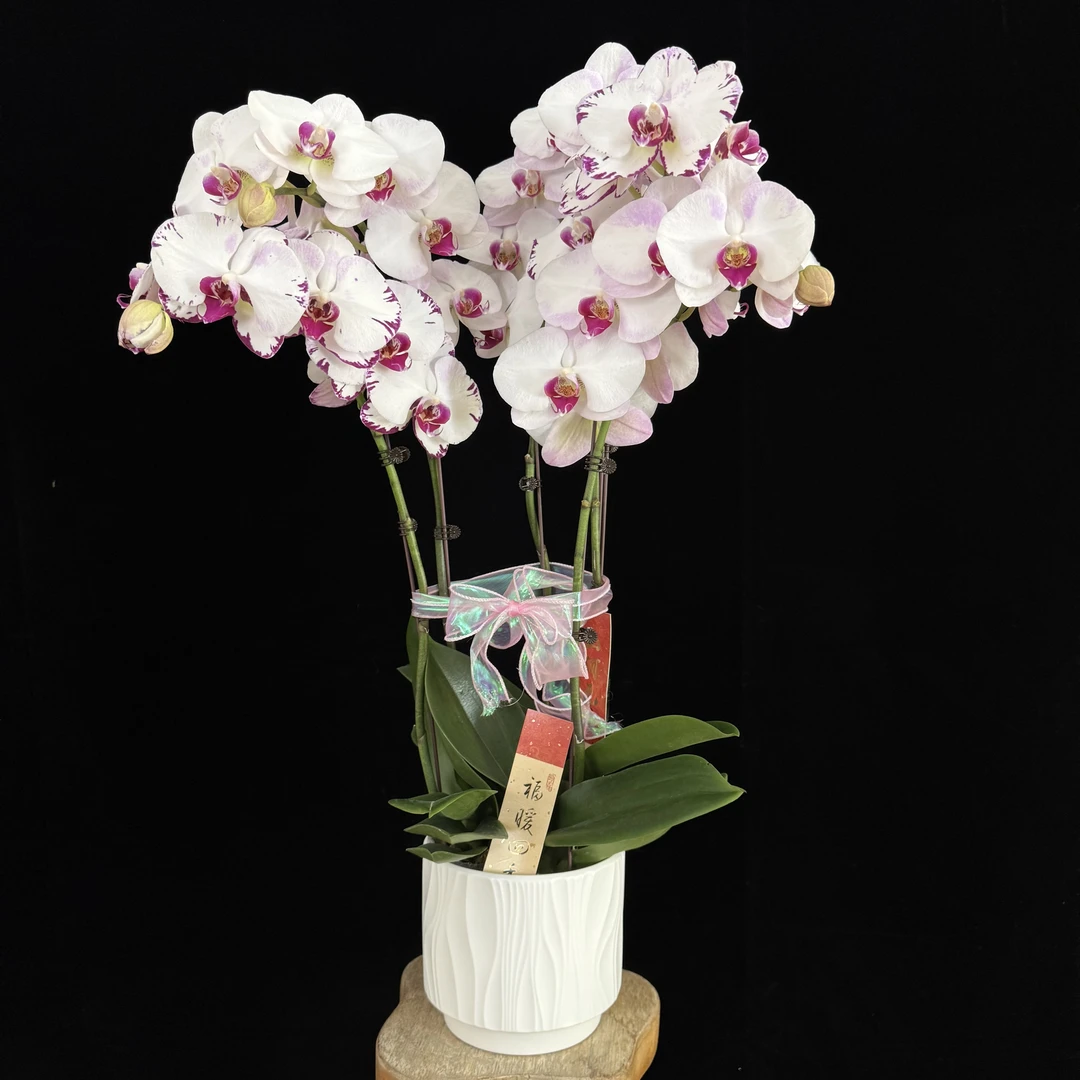 【一见钟情】白花红心带闪边  蝴蝶兰 耐开耐养 室内花卉