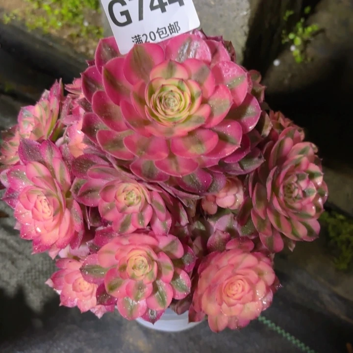 已***年瑞妈多肉1.30.744