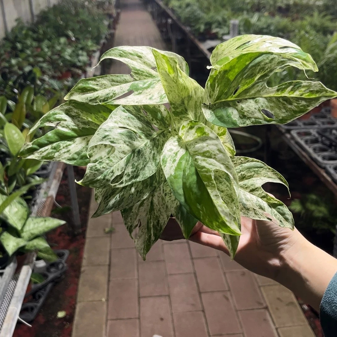 完全开放138薄荷锦麒麟尾
