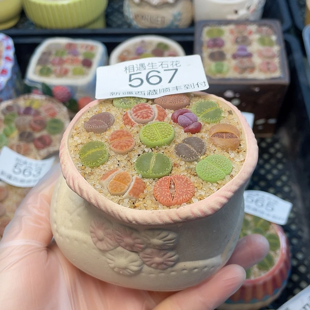 诗*相遇生石花链接567