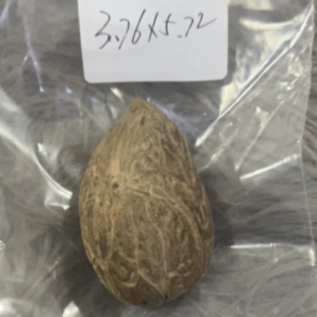 天然果菩提手把件果王精选