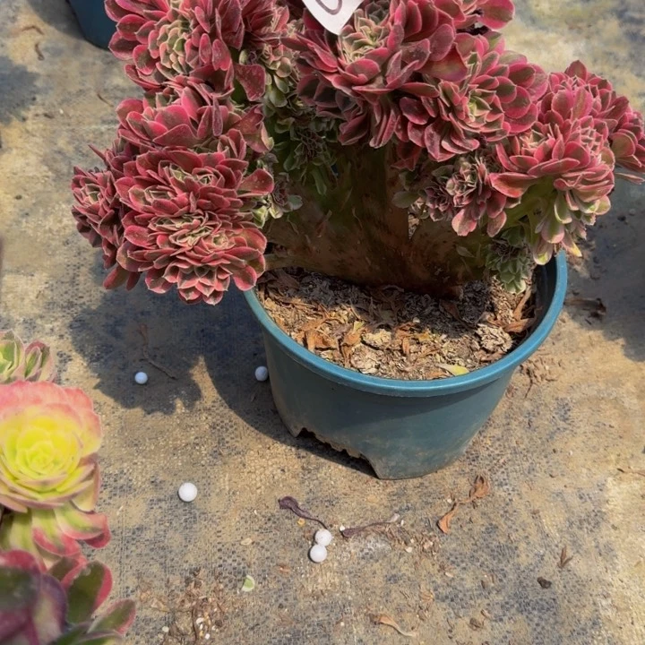 000000000095女巫缀