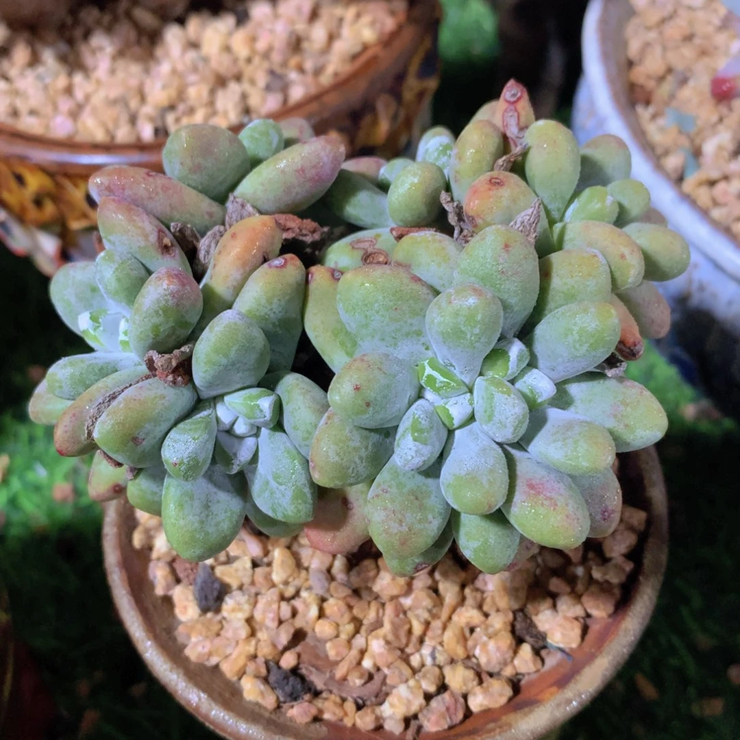 丸叶拇指11 公分一物一拍