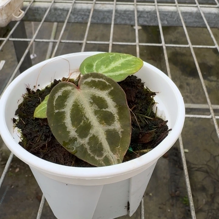 完全开放8号wonderboy/千鸟格