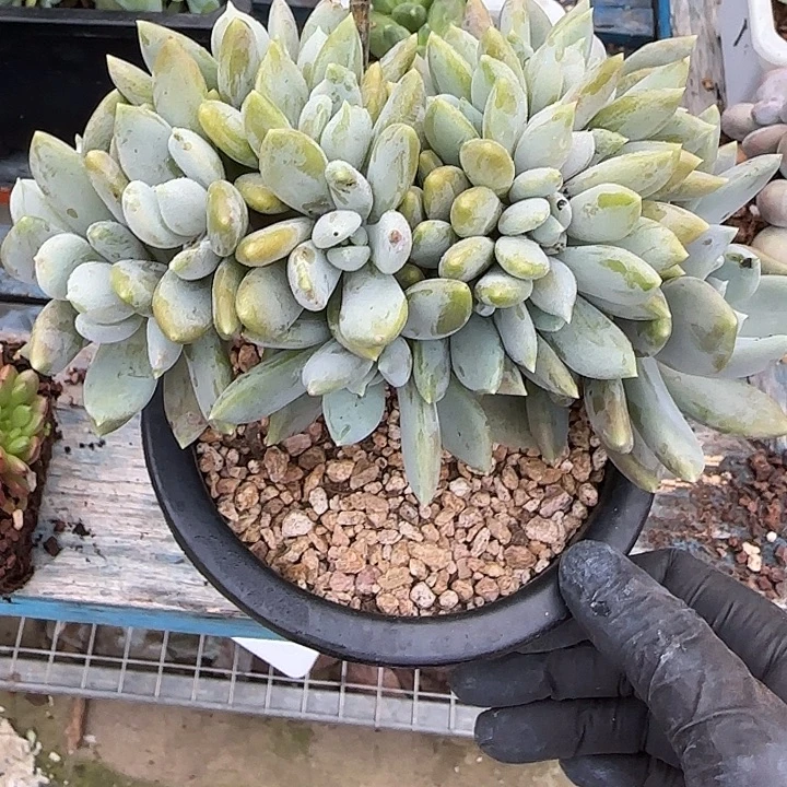 海***霞青蛙王子儿童牙膏11