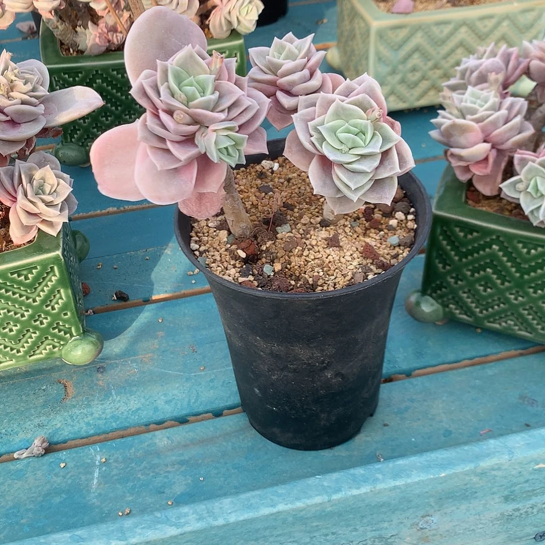 蓓*可爱玫瑰多肉植物脱土