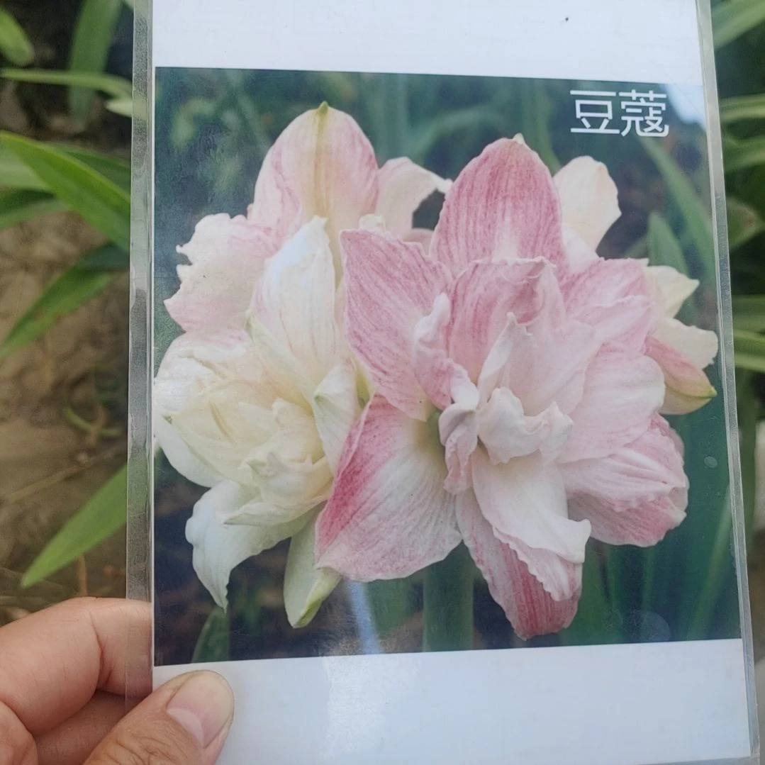 当前无花栽培后可以开花豆蔻小球带盆发货