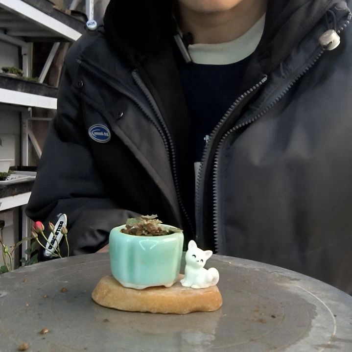 北**ᴰ小盆景小植物一物一拍145