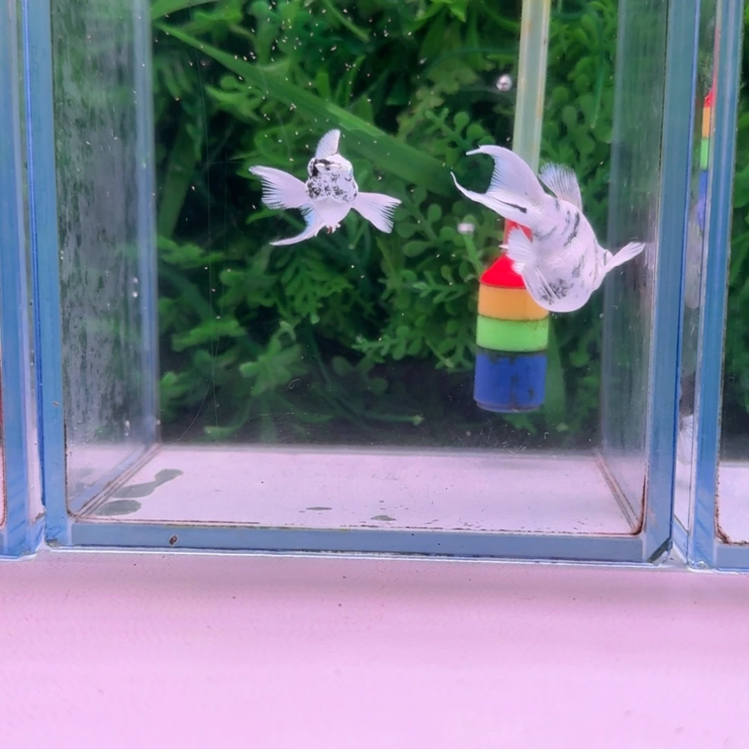 黑玛丽鱼39号玛丽2条