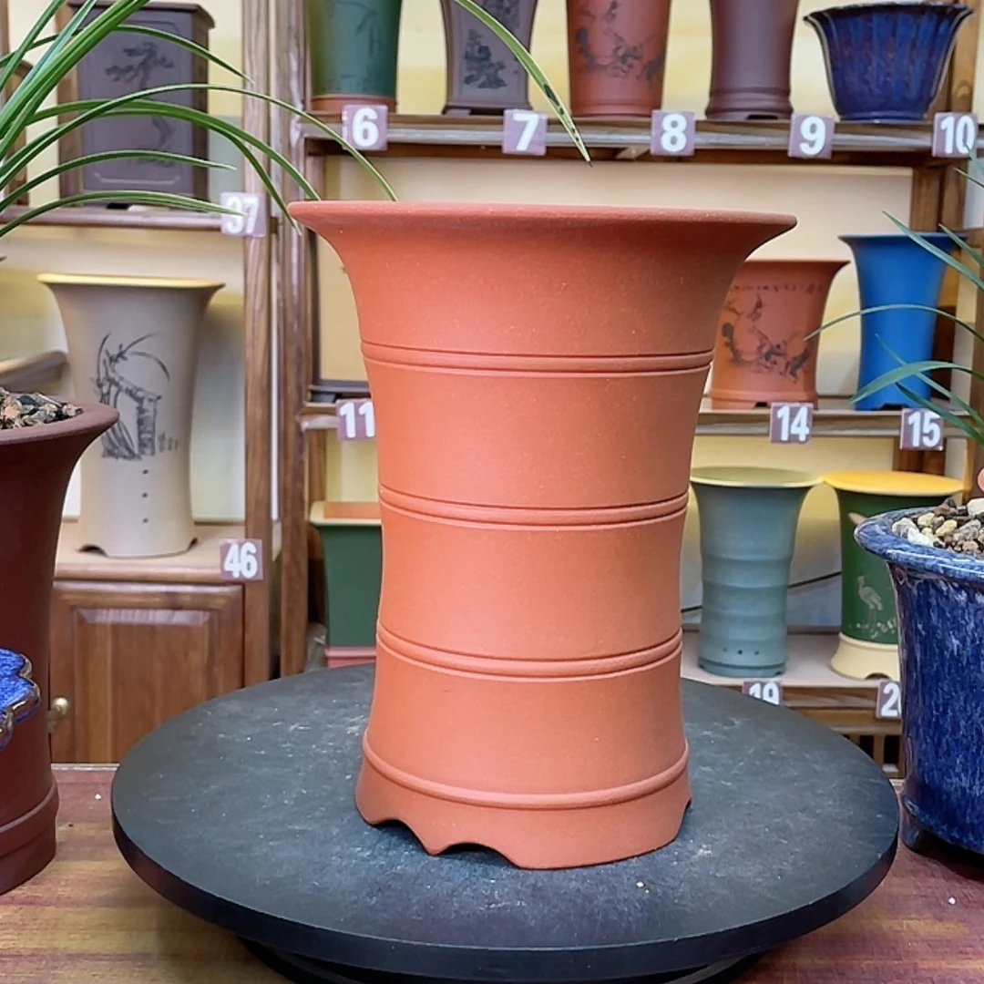 【闪购商品】紫砂花盆栉**雨兰花455556884125655552