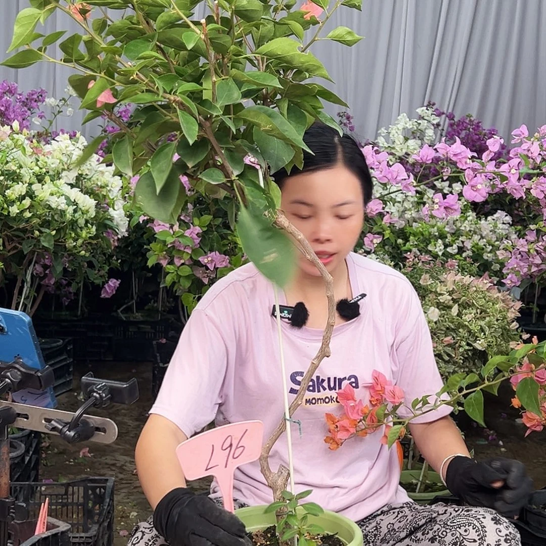 阿***杰大部分花苞少量开放L96波妹