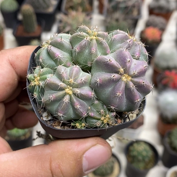 实生微刺虾特价福利3