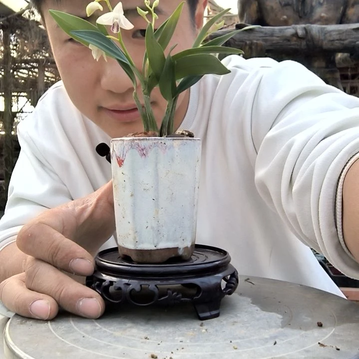 石斛兰随机带盆带底座