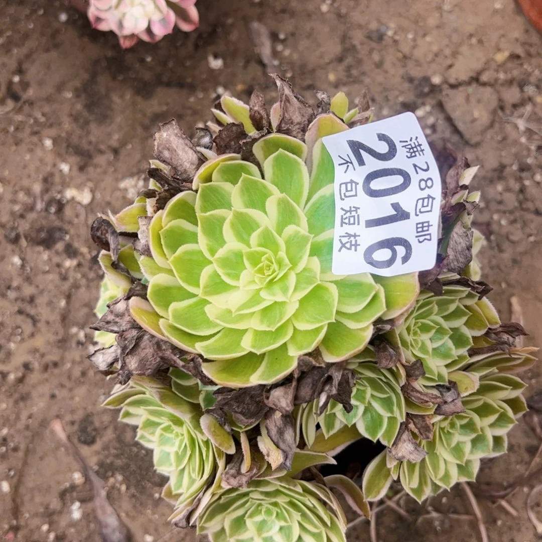 瑶光多肉植物2016