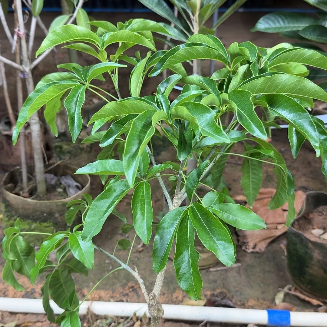 手***f当前无花栽培后可以开花状元红