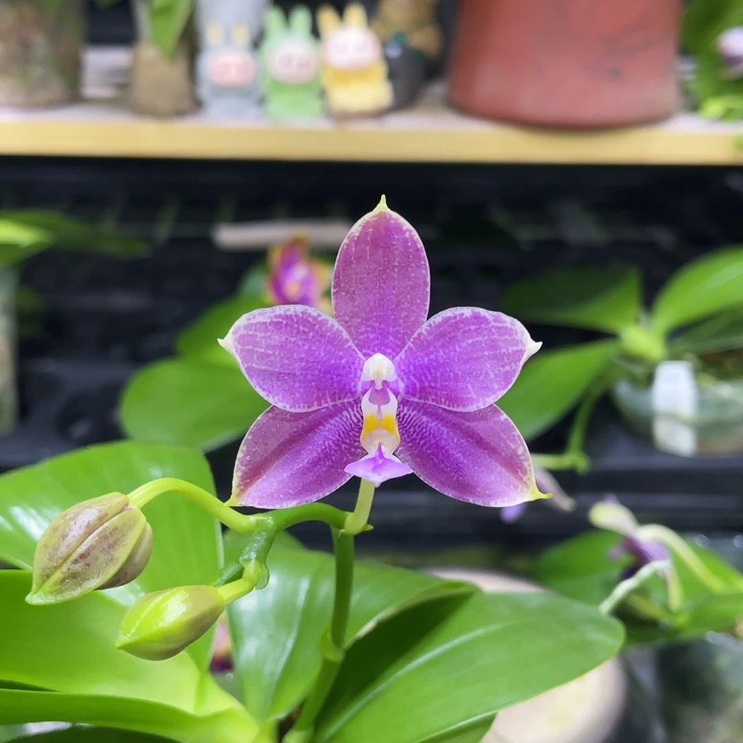 完全开放Yw08开花株