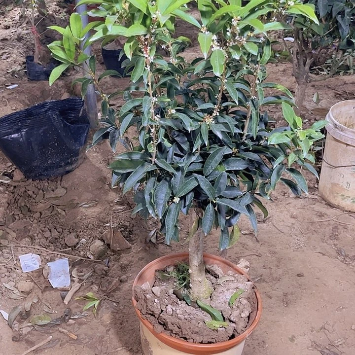 当前无花栽培后可以开花自*