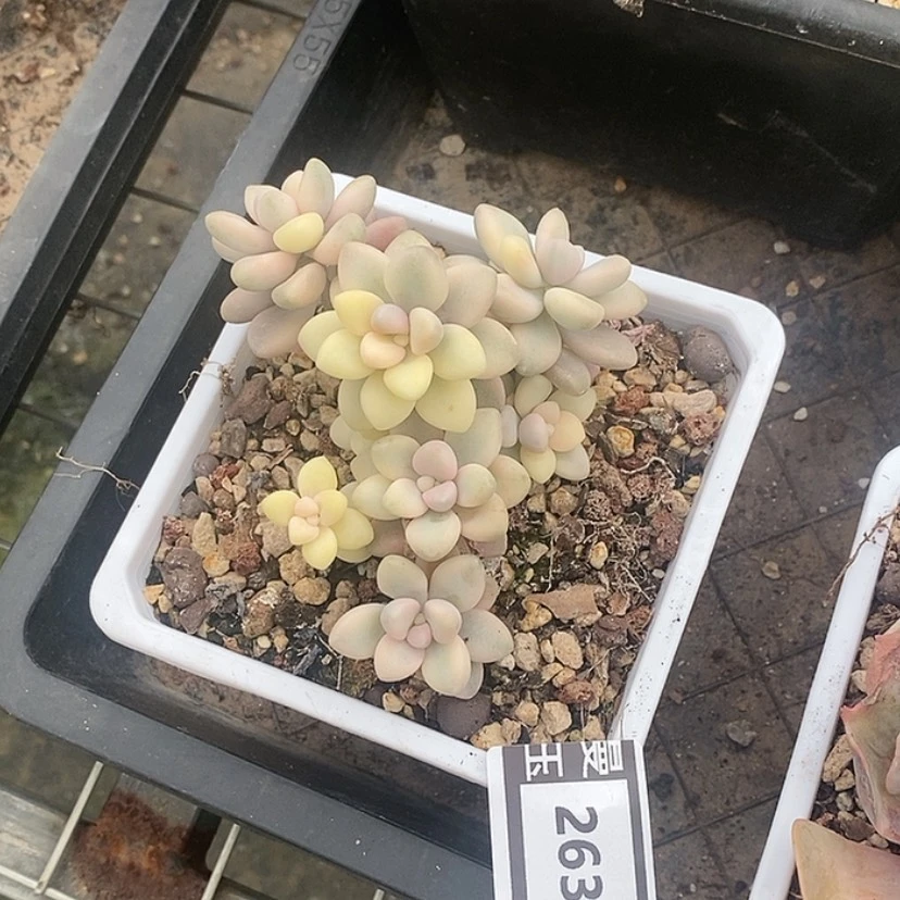 【闪购商品】艾伦锦2636