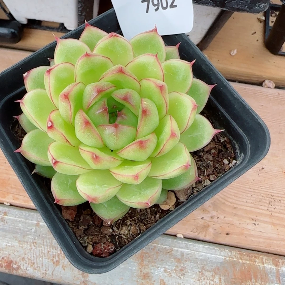 边线麦秆，7902多肉植物