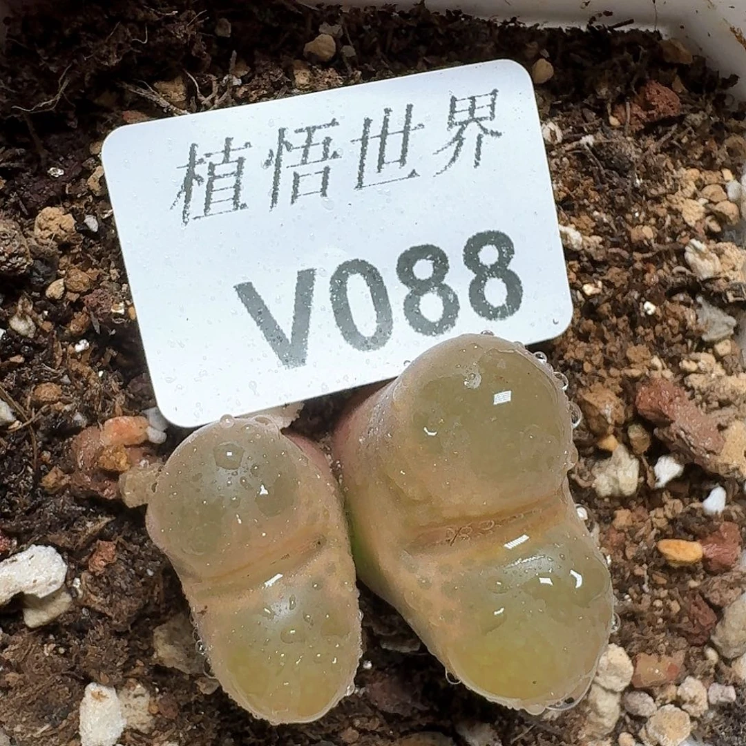 088盒多肉植物哇f g g