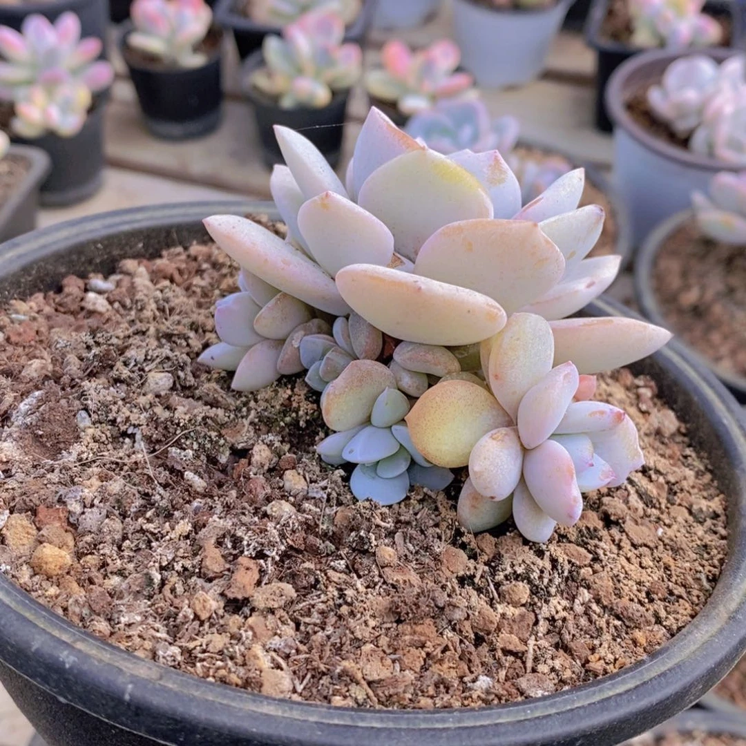 ?***呀298多肉植物111111