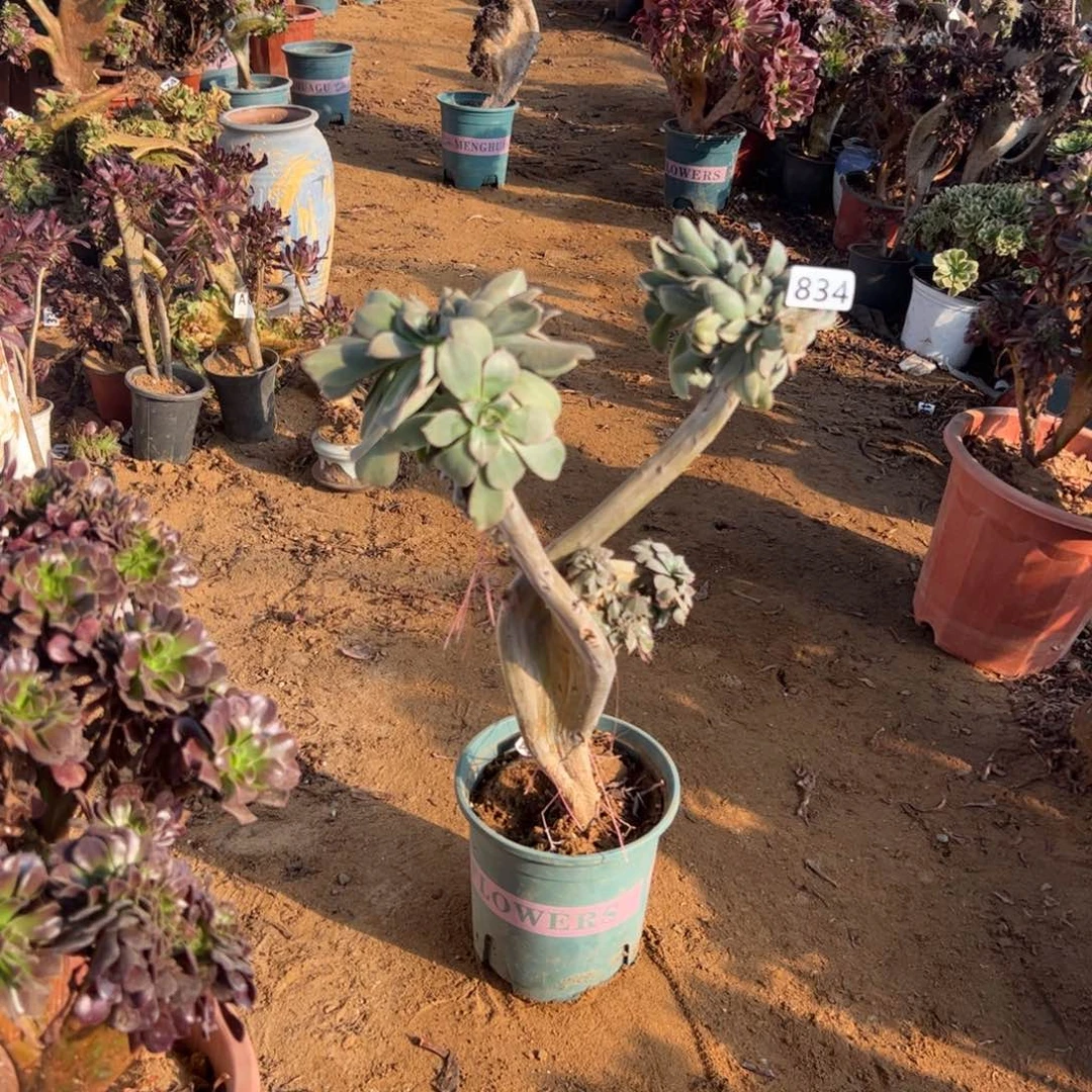 翡翠城妖翅膀834高度43厘米