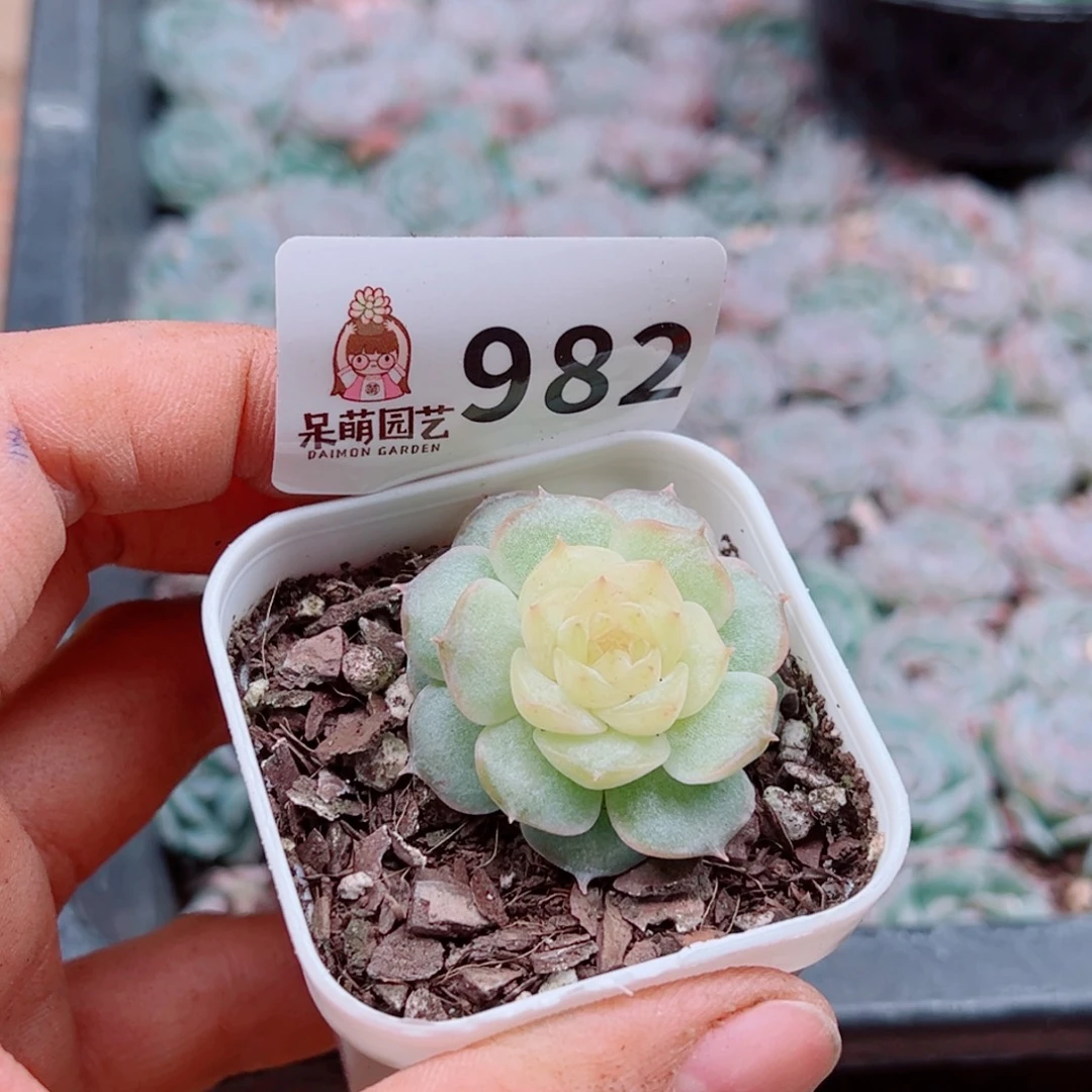 溺****多肉植物多肉植物