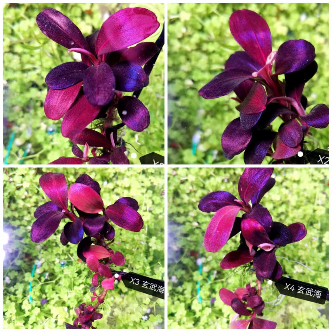 【玄武海】玄武海 老品种辣椒榕高端稀有水草