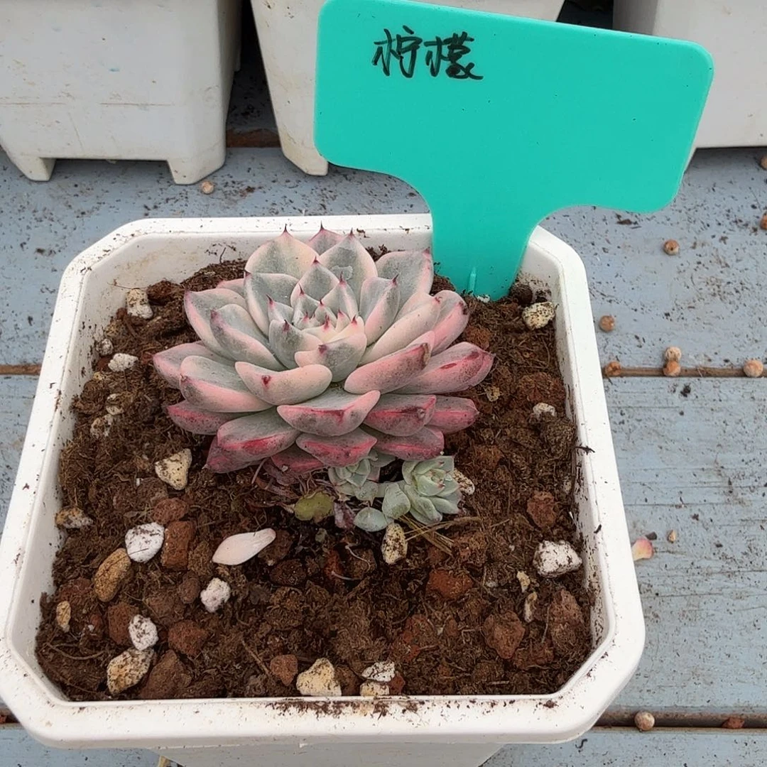 柠***肉沙罗姬锦底座，多肉植物