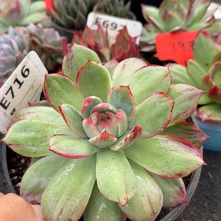 惊鸿一物一拍包装收缩花旱716