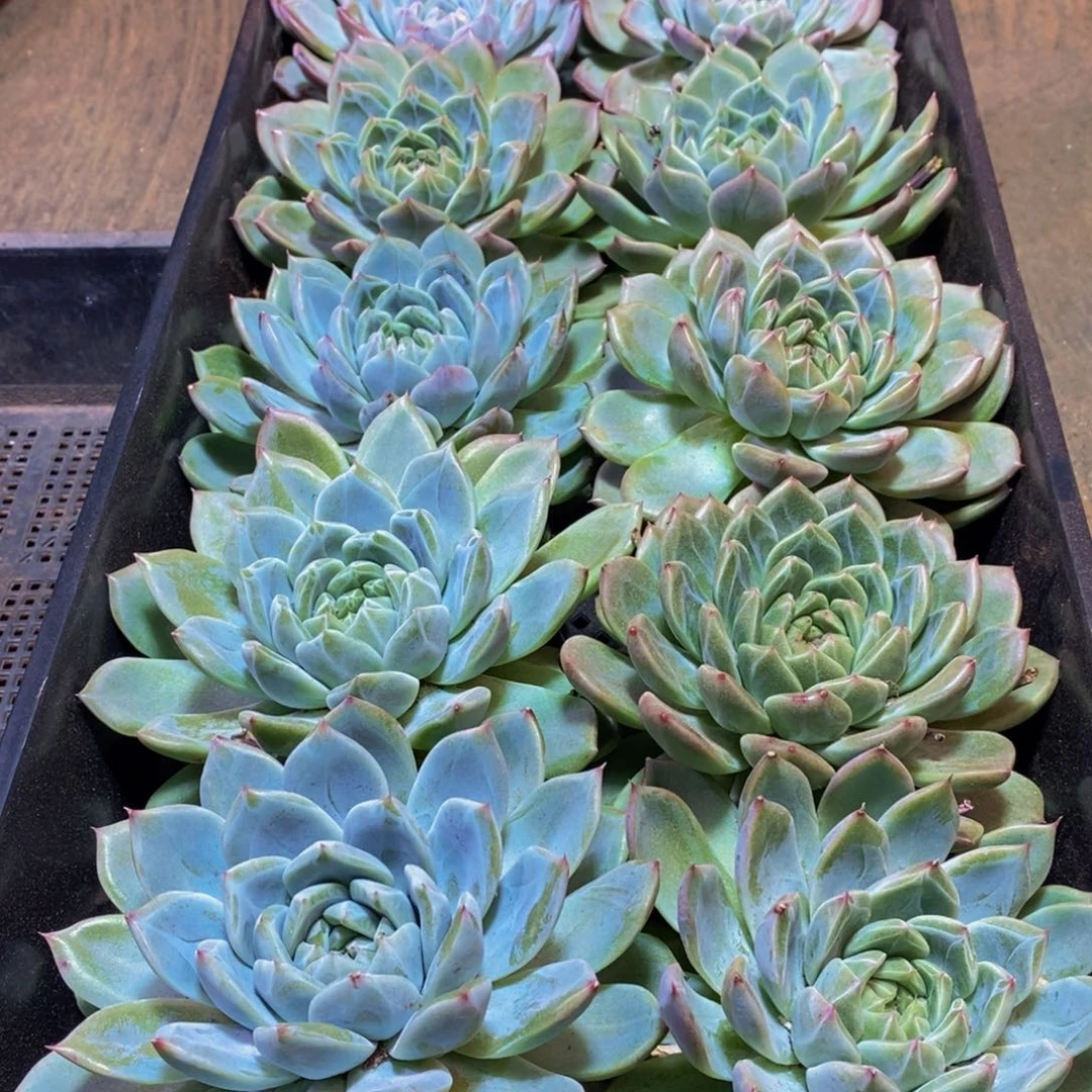 快***l424多肉植物保护研究所所长的介绍一下