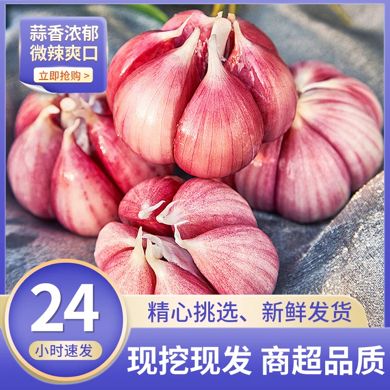 【2025紫皮蒜】蒜头云南紫皮特色大蒜现挖带土湿蒜批发农家土蒜