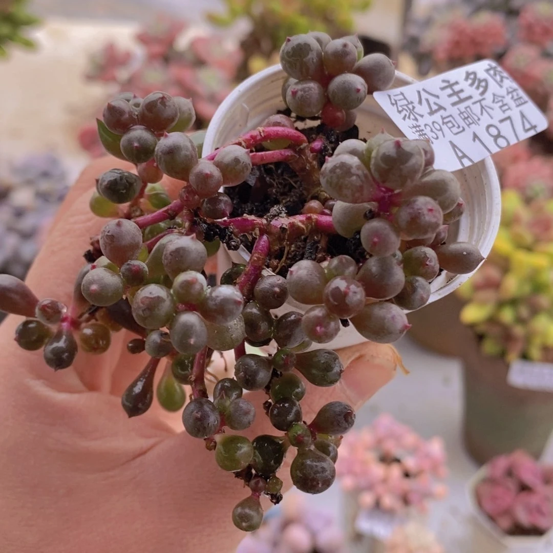 紫泡泡6cm1874多肉植物