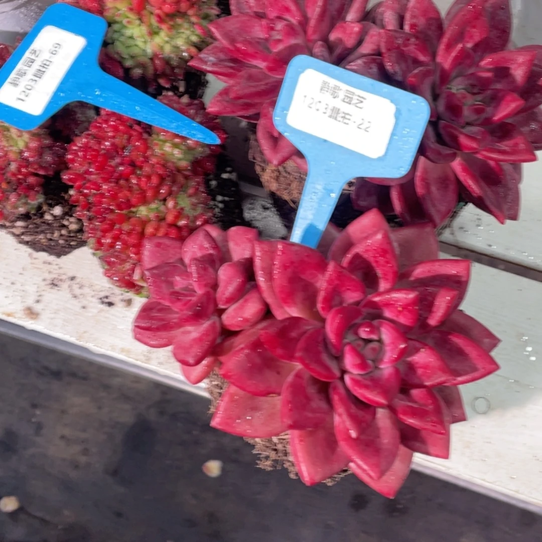 1203-22-赫菲斯托全状态双头一颗