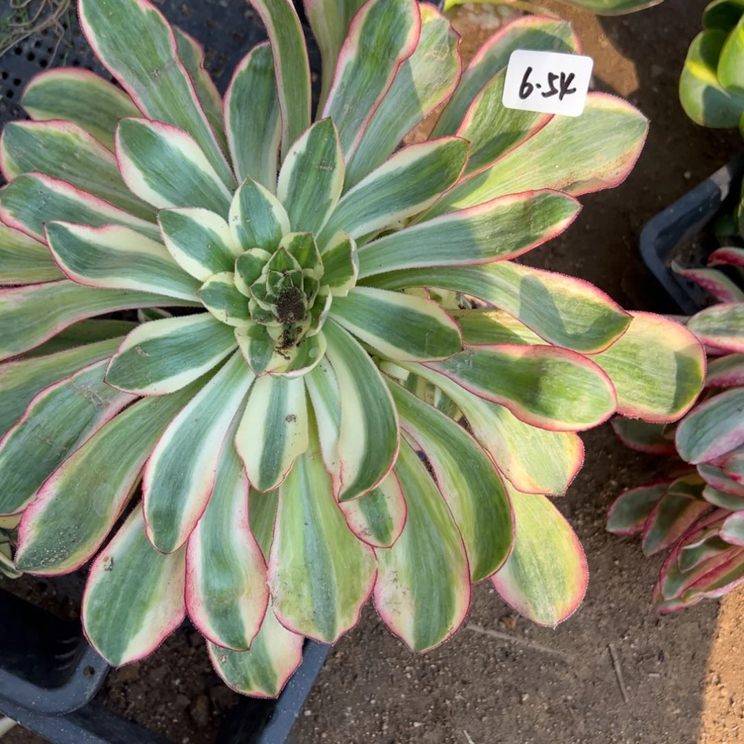 54爱丽丝原始种多肉植物