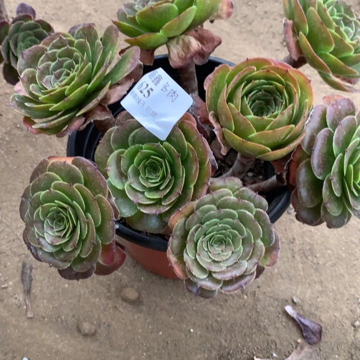 625黑萝莉多肉特价不售后