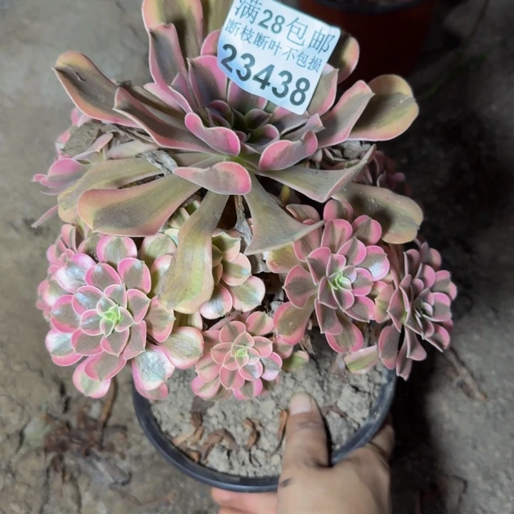 23438南桃夭多肉植物