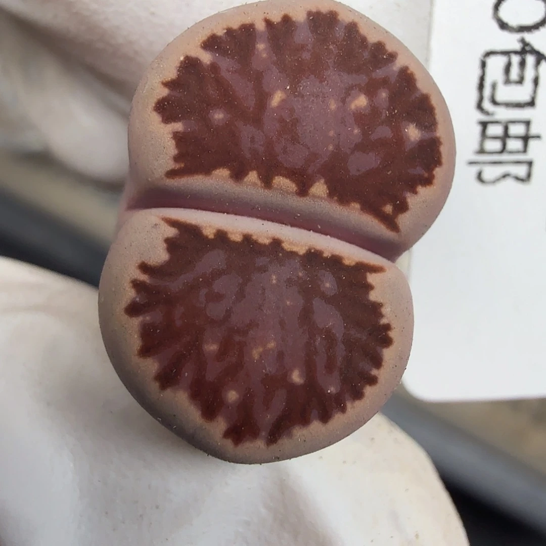 这个点睡起来都会梦的253不