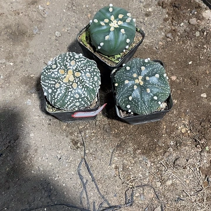故***了组合3棵实生脱土发货