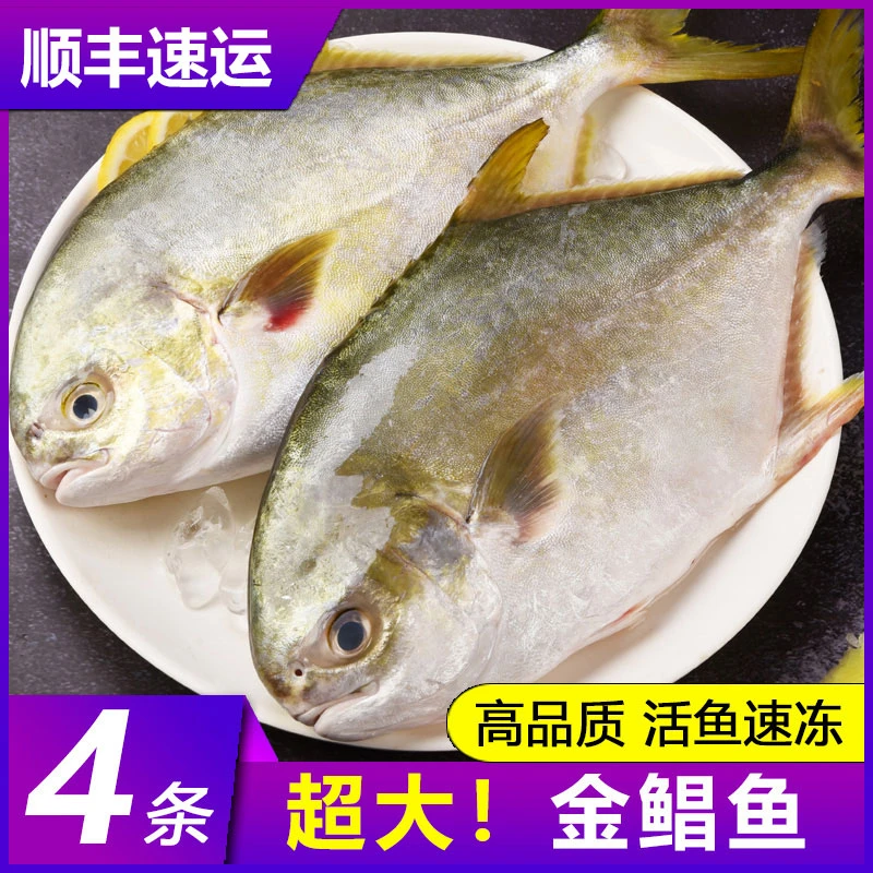 金鲳鱼特大鲳鱼鲜活新鲜冷冻海鱼金昌鱼平鱼银鱼白鲳鳊鱼鲜活水产