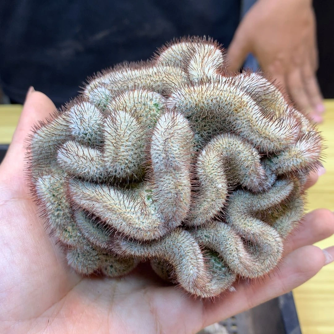 自根 出根 直刺裴蕾缀化9.5公分起发