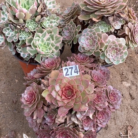274三颗法师多肉植物