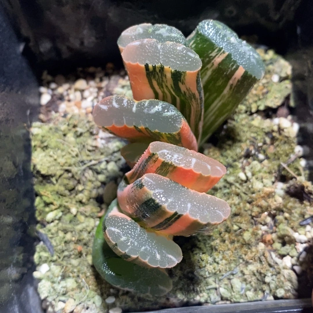 一颗实生玉扇锦 开播福利