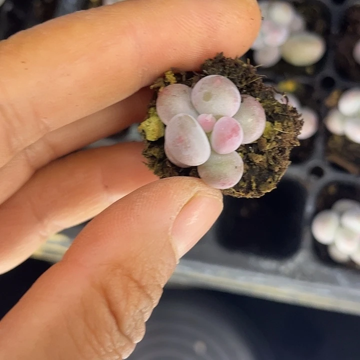 彩虹奶发3颗满18包邮
