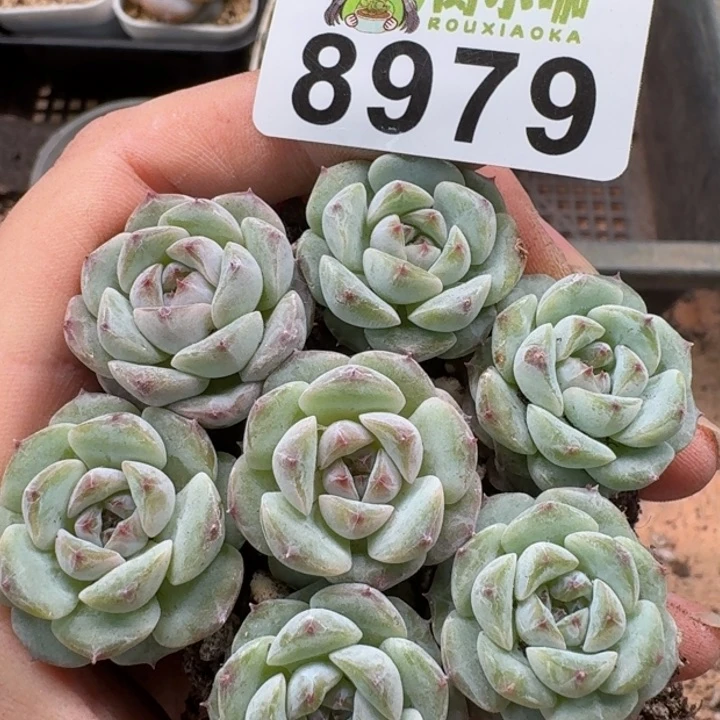 当前无花朵，栽培后可花朵多肉植物多肉植物