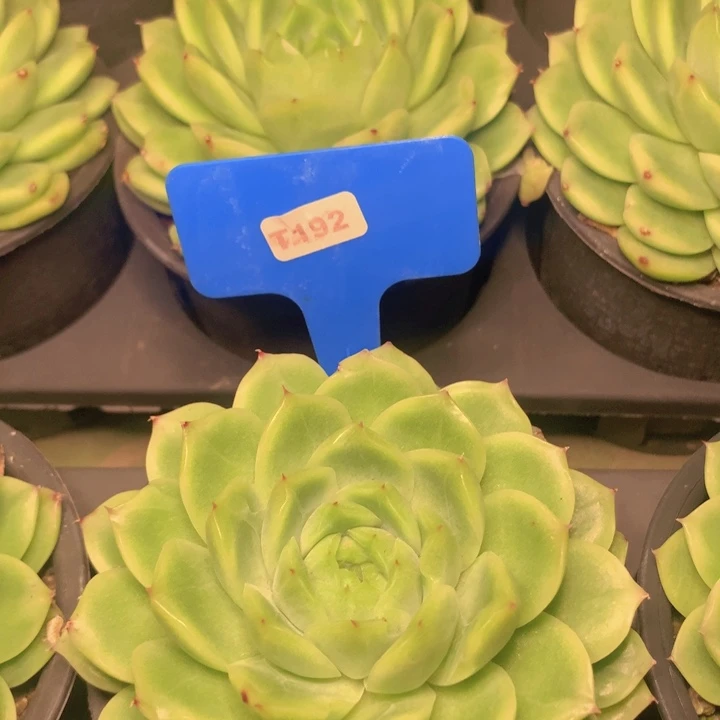 t192大头绿麦秆单头