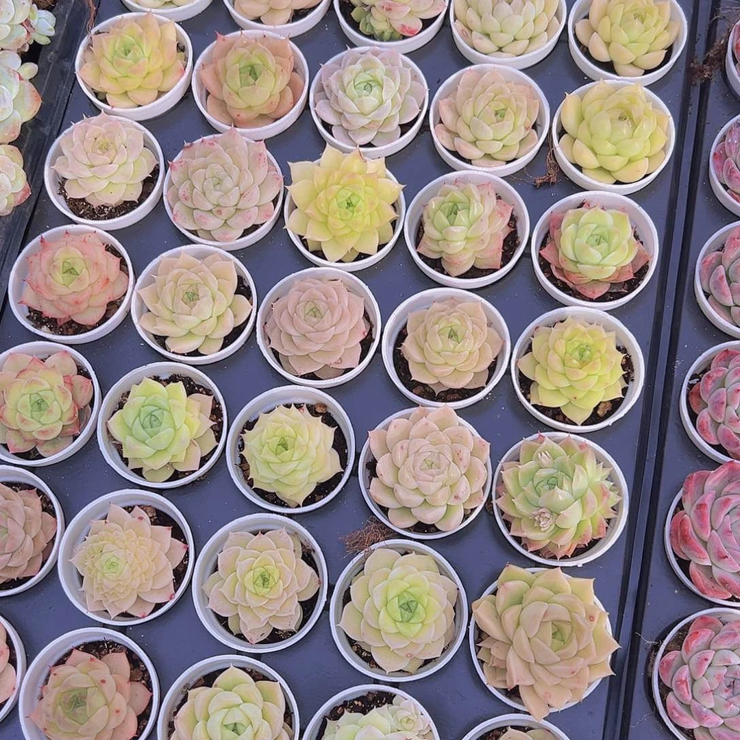 891麦杆带盆带土19包邮