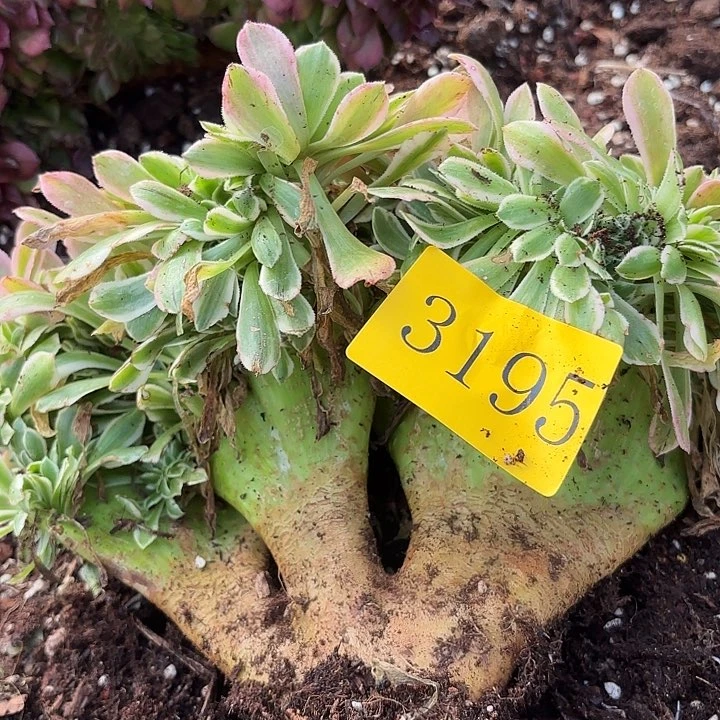 多肉植物福利3195