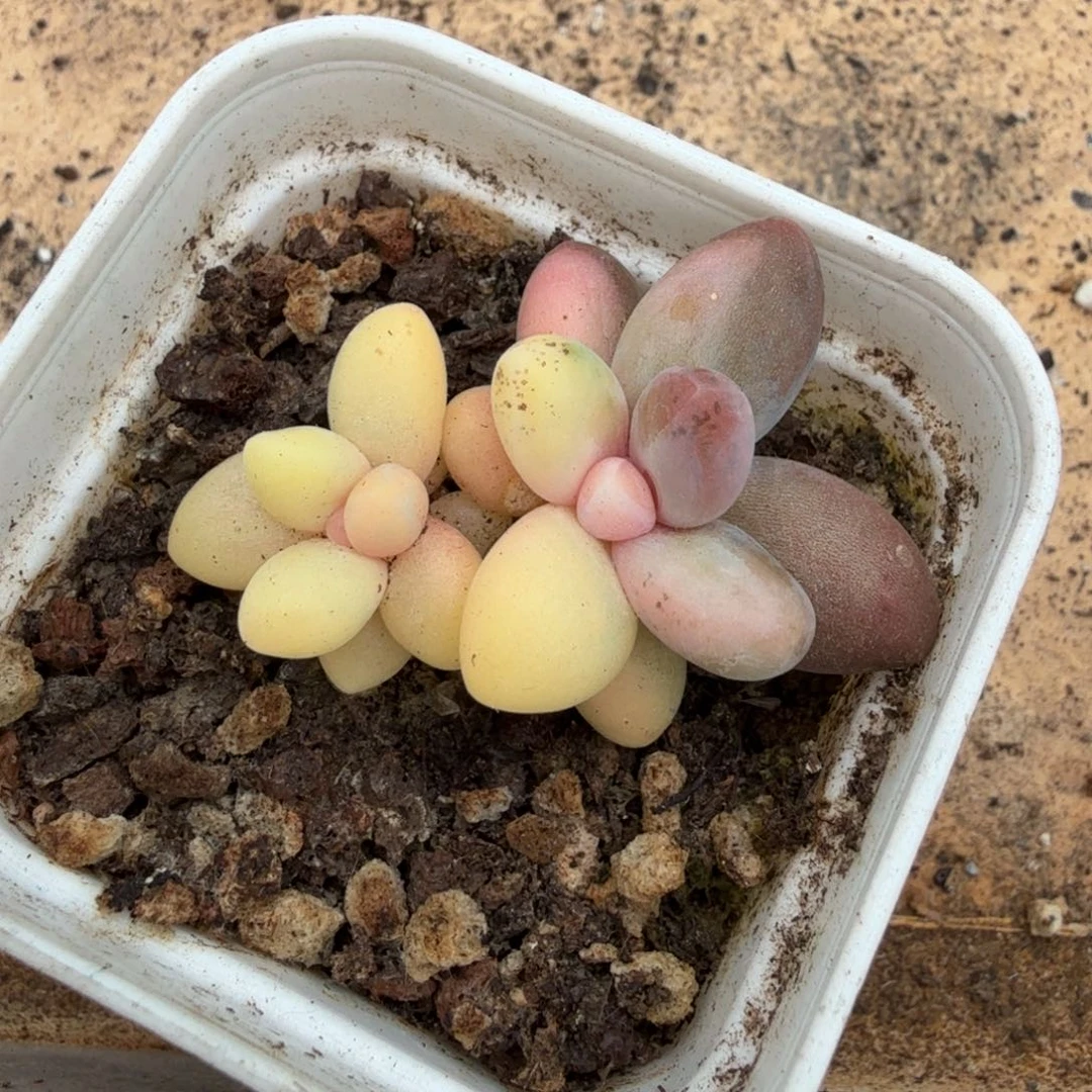糖果美人锦阴阳锦