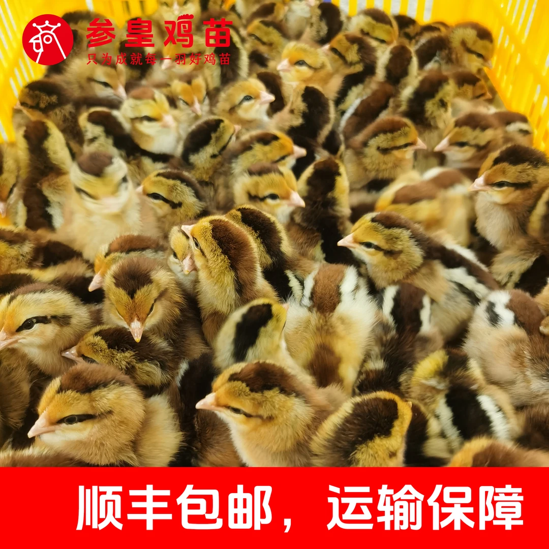 宠物鸡清远麻公苗顺丰包邮
